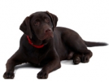 Senior Dog Trockenfutter für Senior Hunde